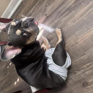 Image of Remi, Lost Dog