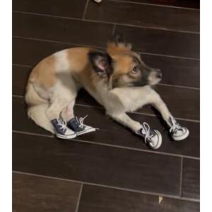 Image of Rocky, Lost Dog