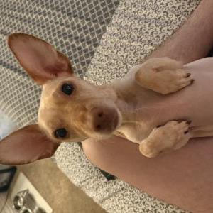 Image of Mavrick, Lost Dog