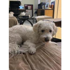 Image of Unknown, Found Dog