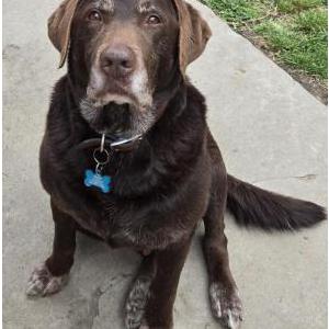Lost 1 Bear (California)