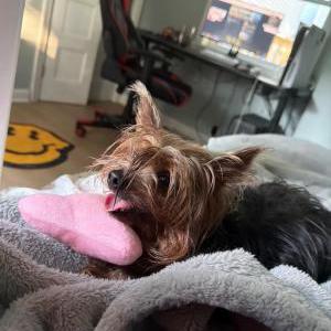 Lost 1 Desteny (Connecticut)