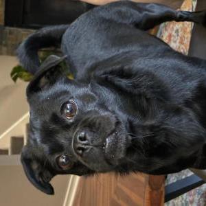 Image of Ramona, Lost Dog