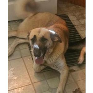 Image of Sophie, Lost Dog