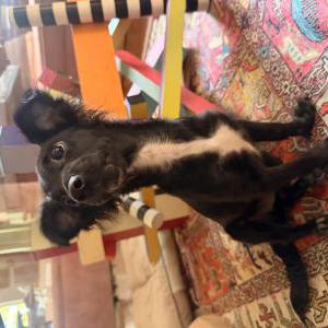 Image of Uknown Dog, Lost Dog