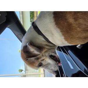 Image of Unknown, Found Dog