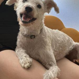 Lost 1 Buddy (CA)