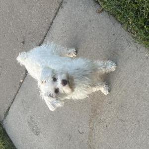 Image of UNKOWN, Lost Dog