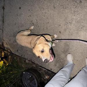 Image of Unknown, Found Dog