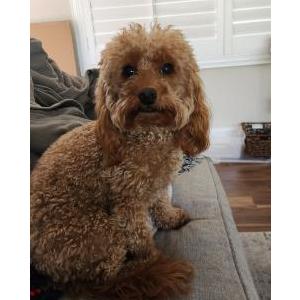 Image of Grace, Lost Dog