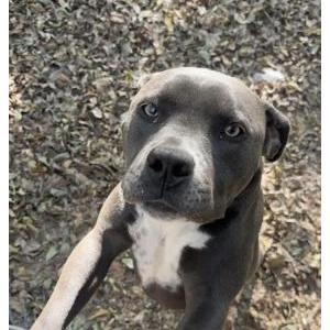 Image of Payton, Lost Dog