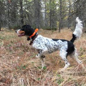 Lost 1 Pip (North Carolina)