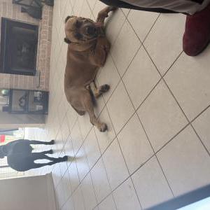 Image of unknown, Lost Dog