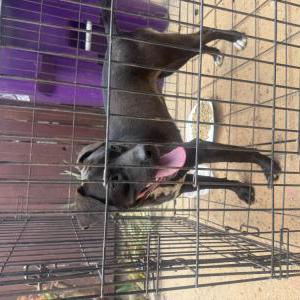 Image of Unknown, Found Dog