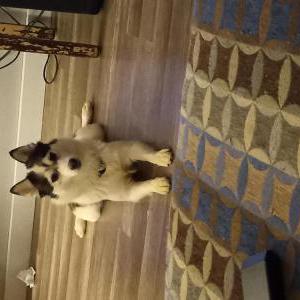 Lost 1 Zola (Michigan)