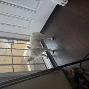 Image of Buddy, Lost Dog