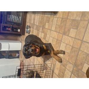 Image of Bear, Lost Dog