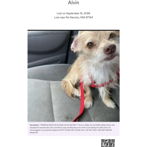 Image of Alvin, Lost Dog