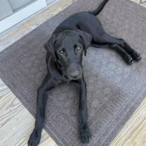 Lost 1 Finn (NY)