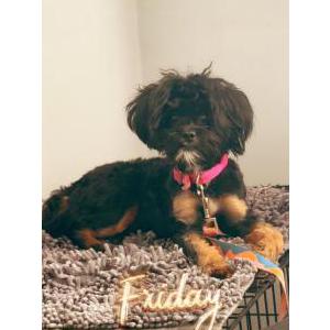 Image of Juno, Lost Dog