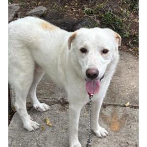 Image of Toffer, Lost Dog