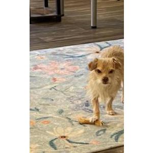 Lost 1 Alvin (NM)
