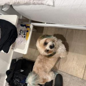 Lost 1 Koda (California)