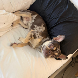 Image of Tank, Lost Dog