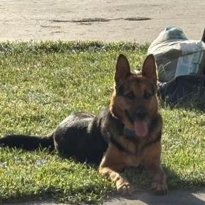 Image of Josie, Lost Dog