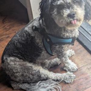 Image of Hugo, Lost Dog