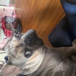 Image of Draco, Lost Dog