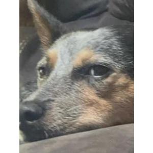 Image of Rebel, Lost Dog
