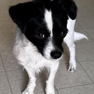 Image of Unknown, Found Dog
