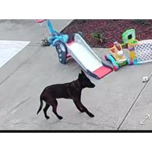 Image of Dakota, Lost Dog