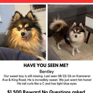 Image of Bentley, Lost Dog