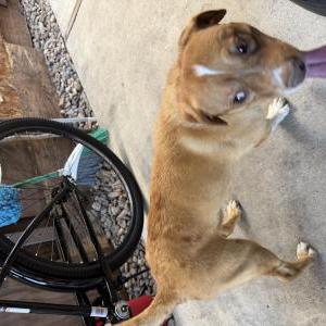 Image of Unknown, Found Dog