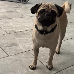 Image of Bonbon, Lost Dog