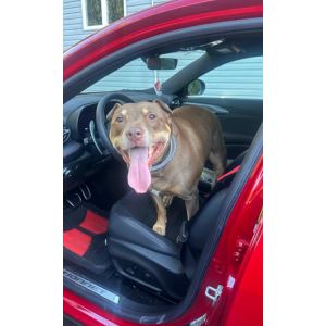 Image of Dingo, Lost Dog