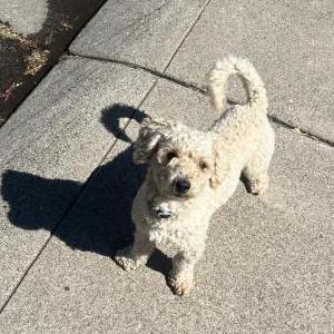 Image of unknown, Found Dog