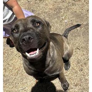 Image of Onyx, Lost Dog
