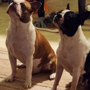 2nd Image of Twister & Coco, Lost Dog