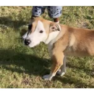Image of Chase, Lost Dog