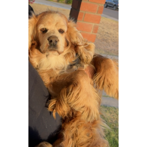 Image of Cooper, Lost Dog