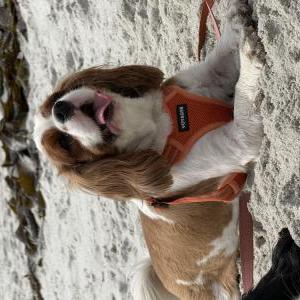 Image of Bryan, Lost Dog