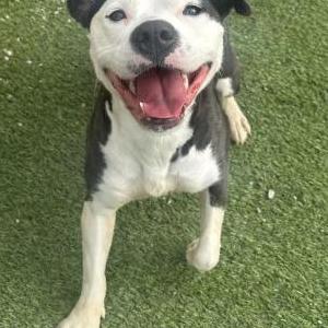Image of Sweet pea, Lost Dog