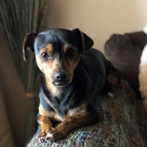 Image of rocky, Lost Dog