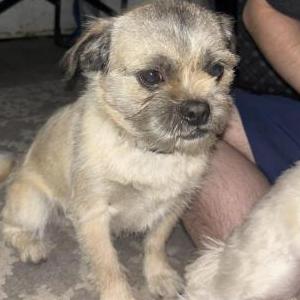 Image of Gordo, Lost Dog
