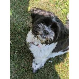 Lost 1 Minnie May (New Hampshire)