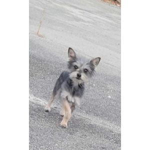 Image of Taco, Lost Dog