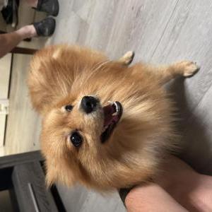 Image of Unknown, Found Dog